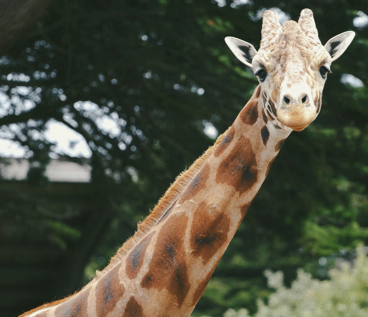 Make your LLM Fully Utilize the Context